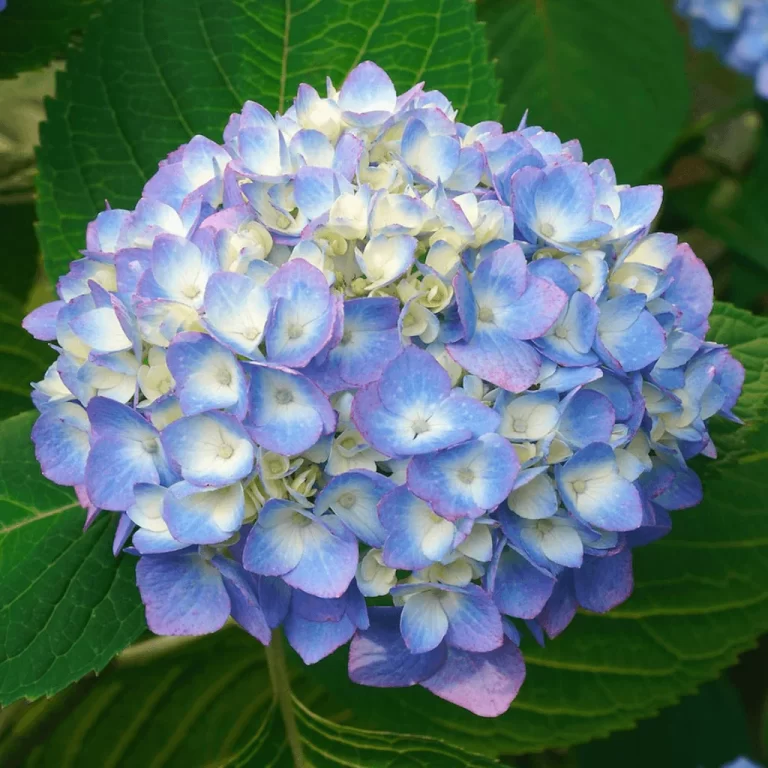 Hydrangea: The Enchanting Bloom of Changing Colors