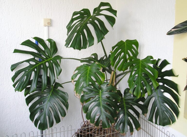 Discovering Monstera: The Swiss Cheese Plant