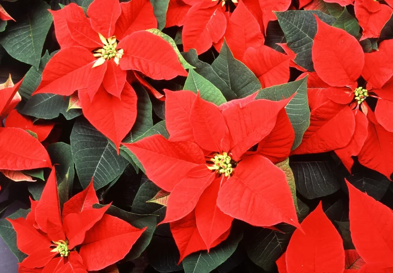 Poinsettia: The Christmas Flower