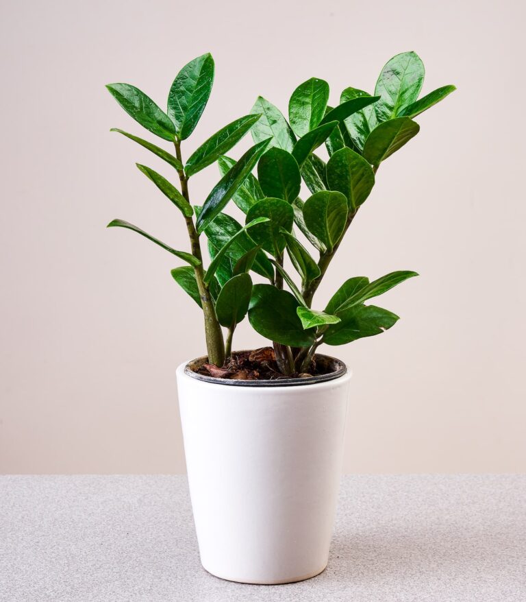 Zamioculcas zamiifolia: Care Tips and Growing Guide