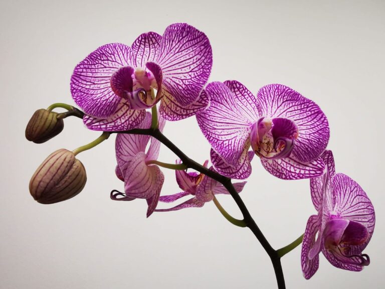 The Enchanting World of Orchids: Beauty and Care Tips