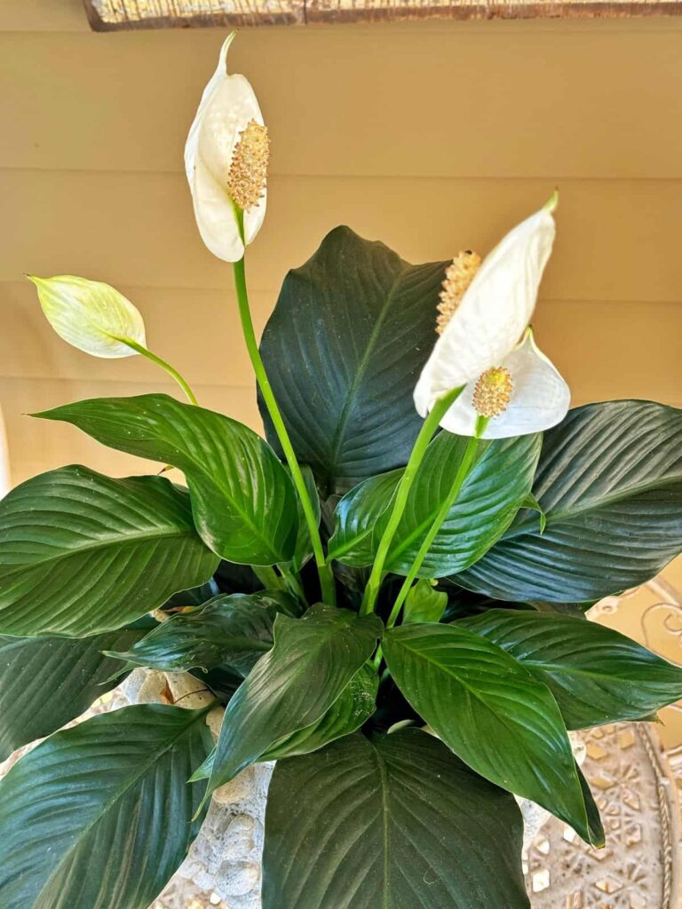 Spathiphyllum: The Perfect Indoor Plant Guide