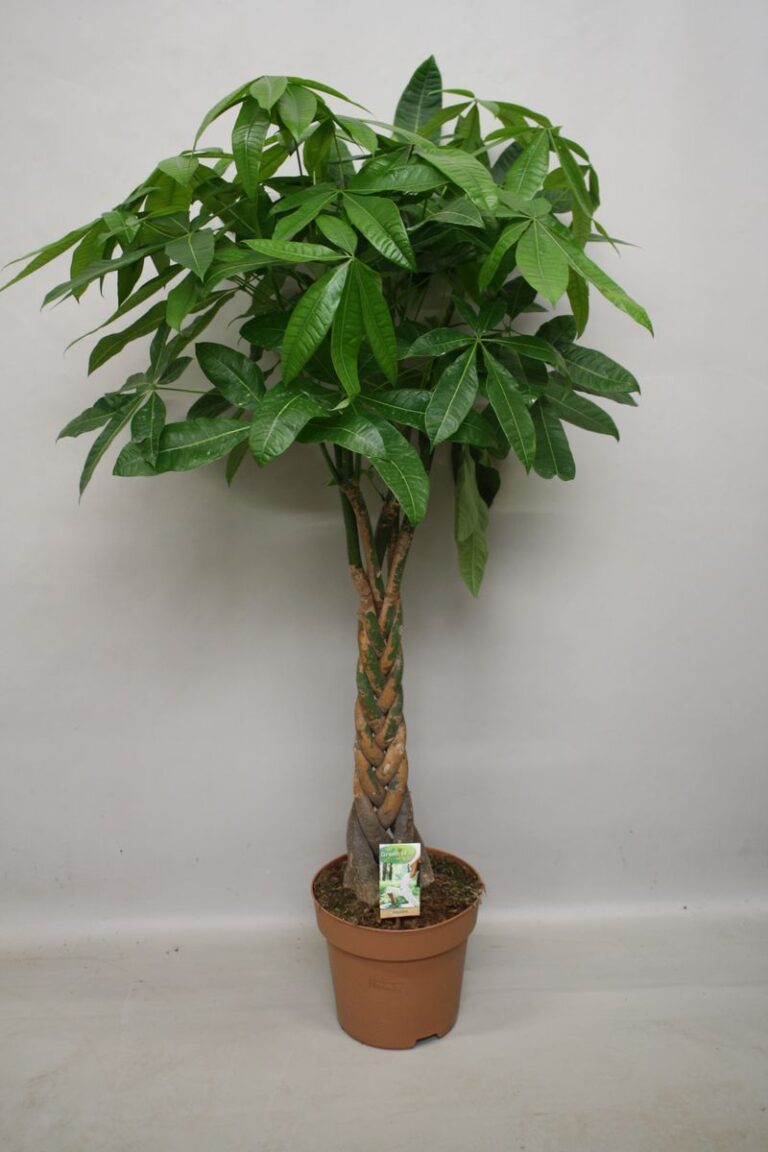 Pachira