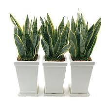 Sansevieria: The Low-Maintenance Indoor Air-Purifying Plant