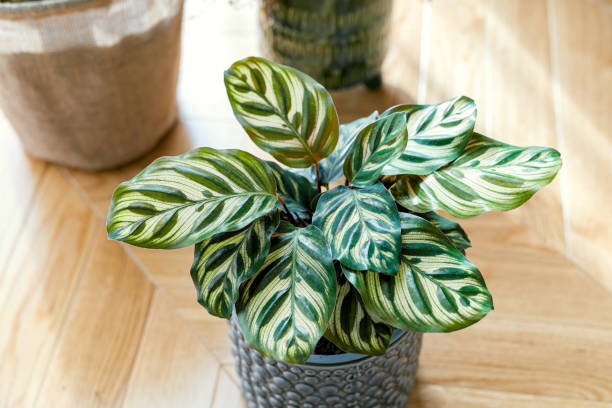 Everything You Need to Know About Calathea: The Living Art Plant