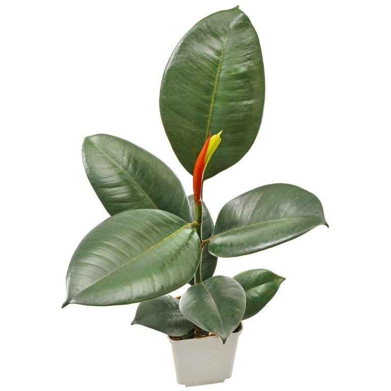Ficus elastica: The Resilient and Elegant Rubber Plant