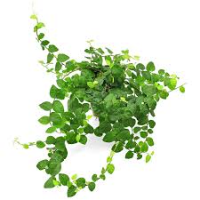 Ficus pumila: The Climbing Wonder for Green Living Spaces
