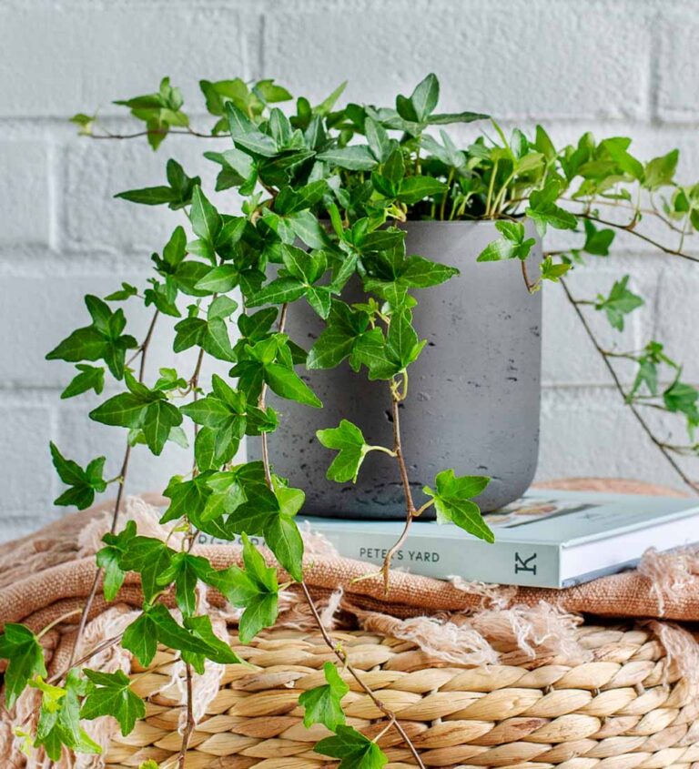 Hedera Helix: The Versatile English Ivy