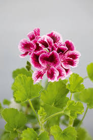 Pelargonium: The Colorful World of Geraniums