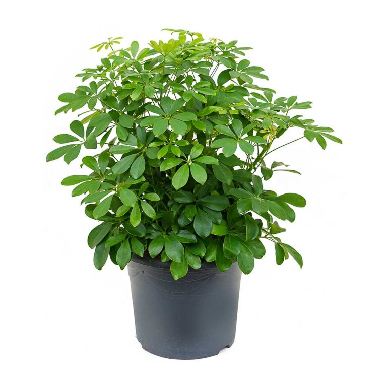 Schefflera Arboricola: The Low-Maintenance Beauty That Transforms Your Space