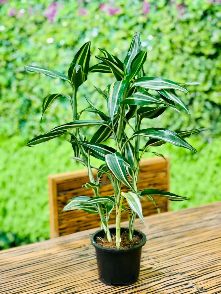 Dracaena Sanderiana: The Ultimate Guide to Lucky Bamboo Care