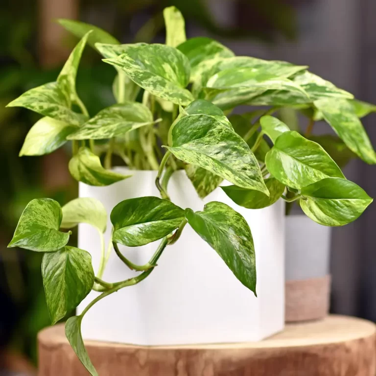 Epipremnum aureum: The Perfect Indoor Plant for Every Home